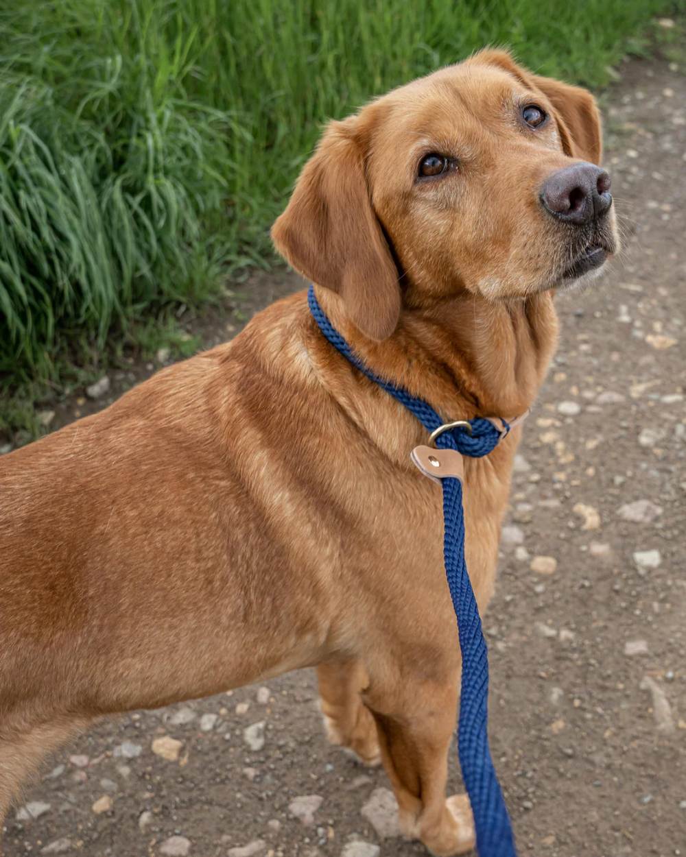 French Navy Coloured Ruff &amp; Tumble Slip Dog Leads on outdoor background 