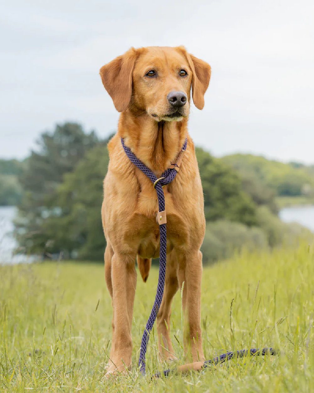 Blackberry coloured Ruff &amp; Tumble Dog Clip Leads on park background 