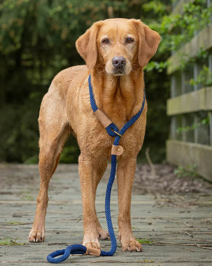 French Navy coloured Ruff &amp; Tumble Dog Clip Leads on street background 