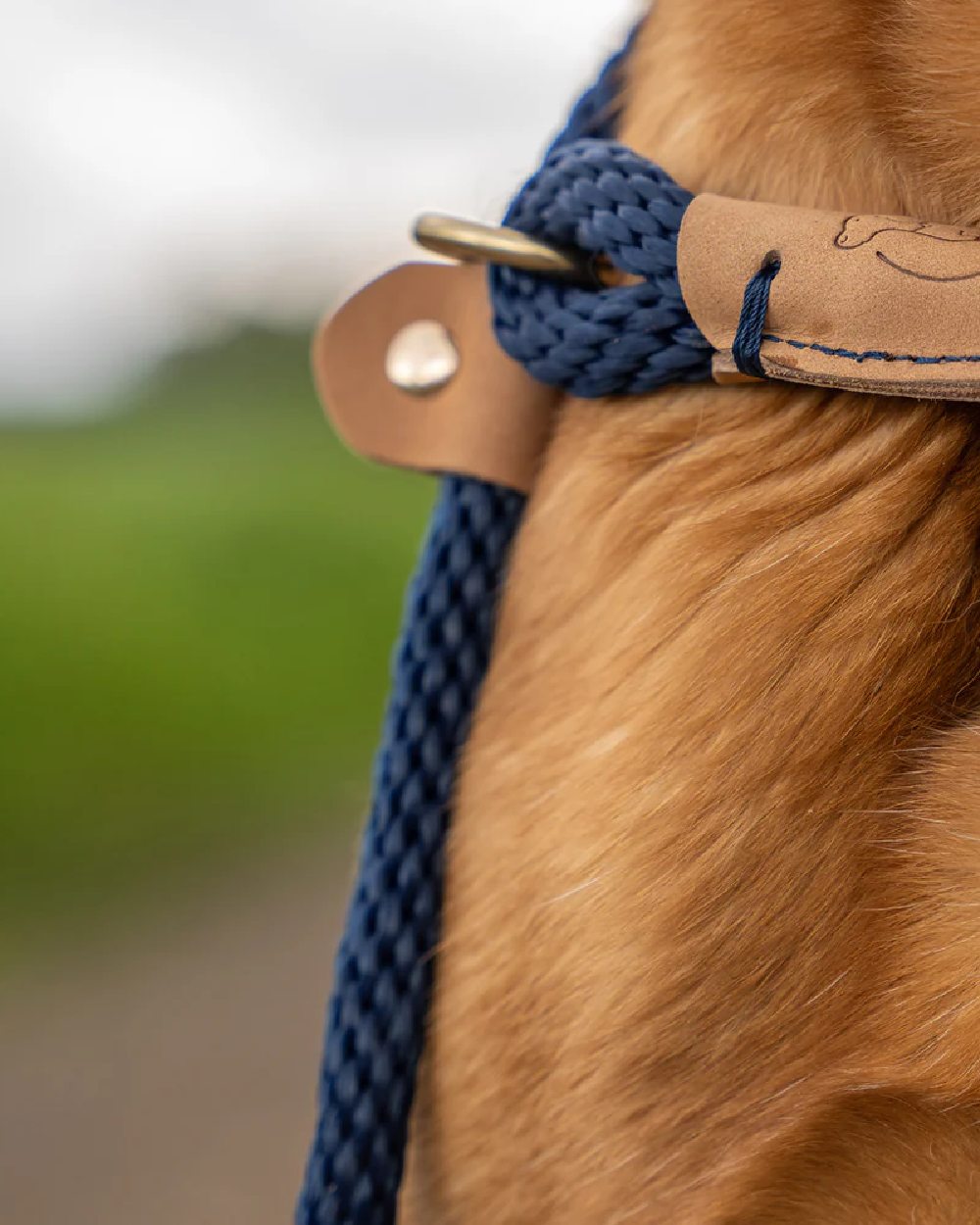 French Navy coloured Ruff &amp; Tumble Dog Clip Leads on blurry background 