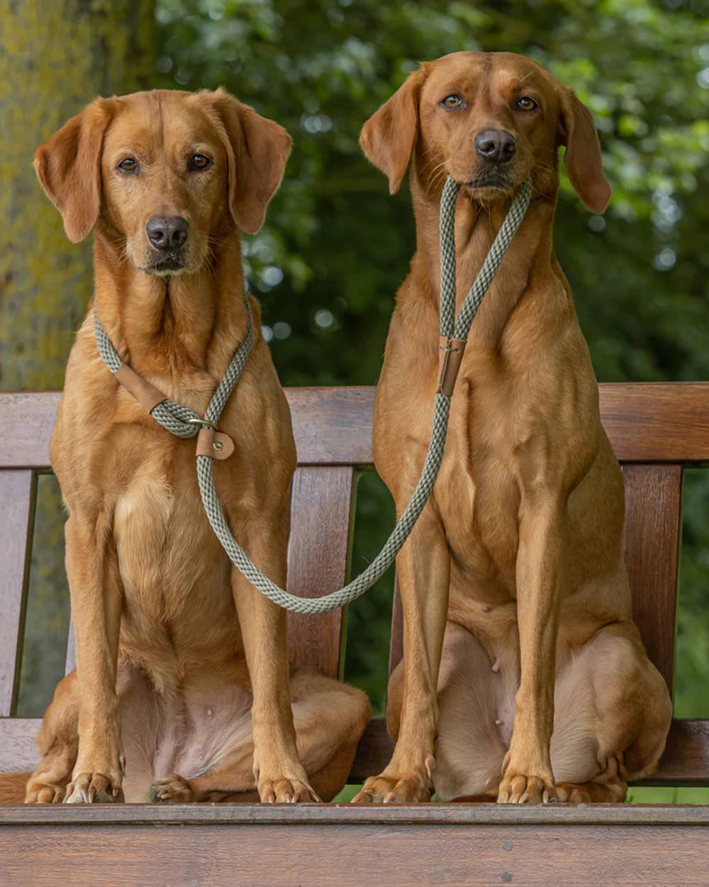  Moss coloured Ruff &amp; Tumble Dog Clip Leads on park  background 