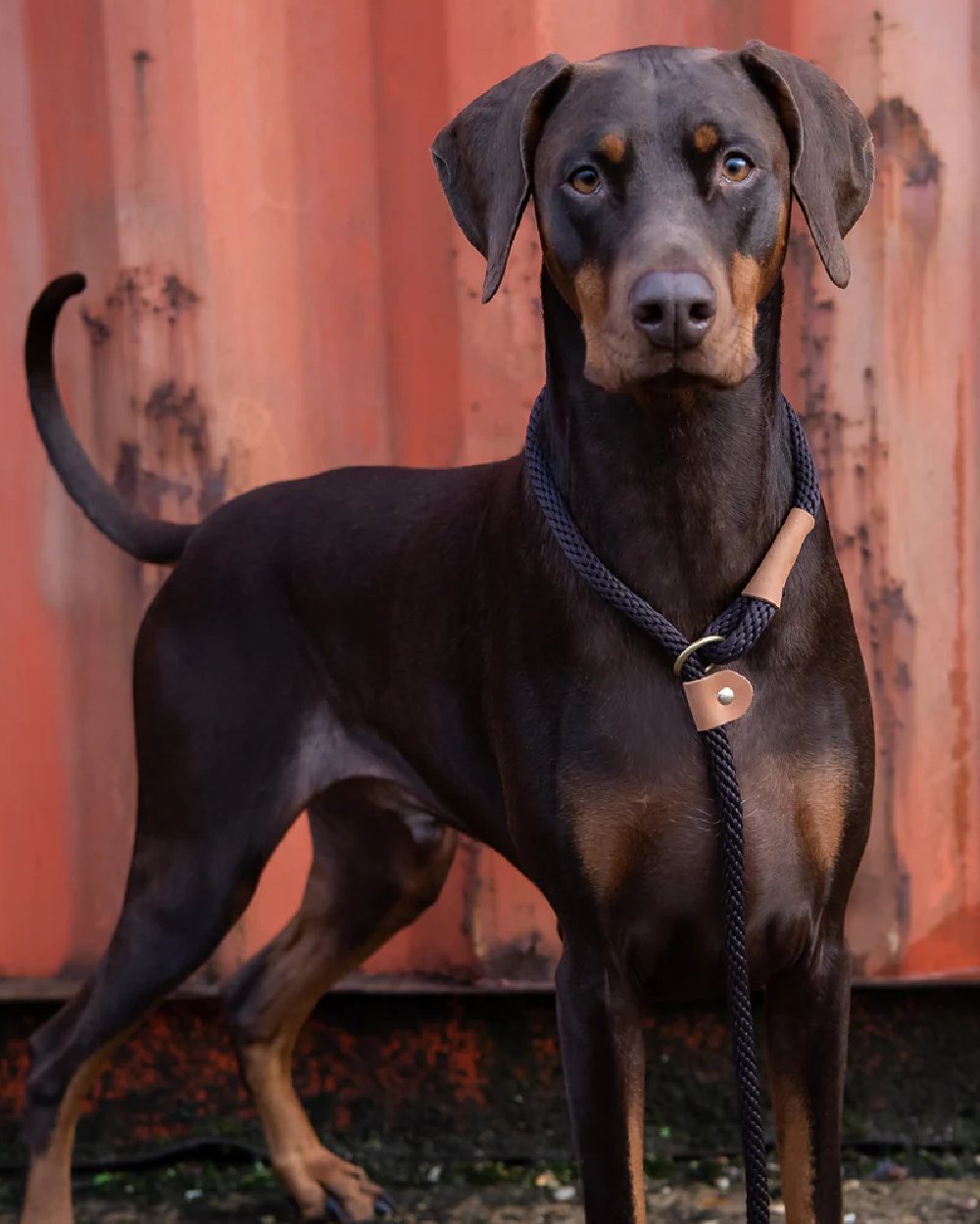 Mud coloured Ruff &amp; Tumble Dog Clip Leads on street background 