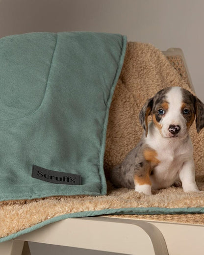 Sage Green coloured Scruffs Snuggle Blanket on house background 