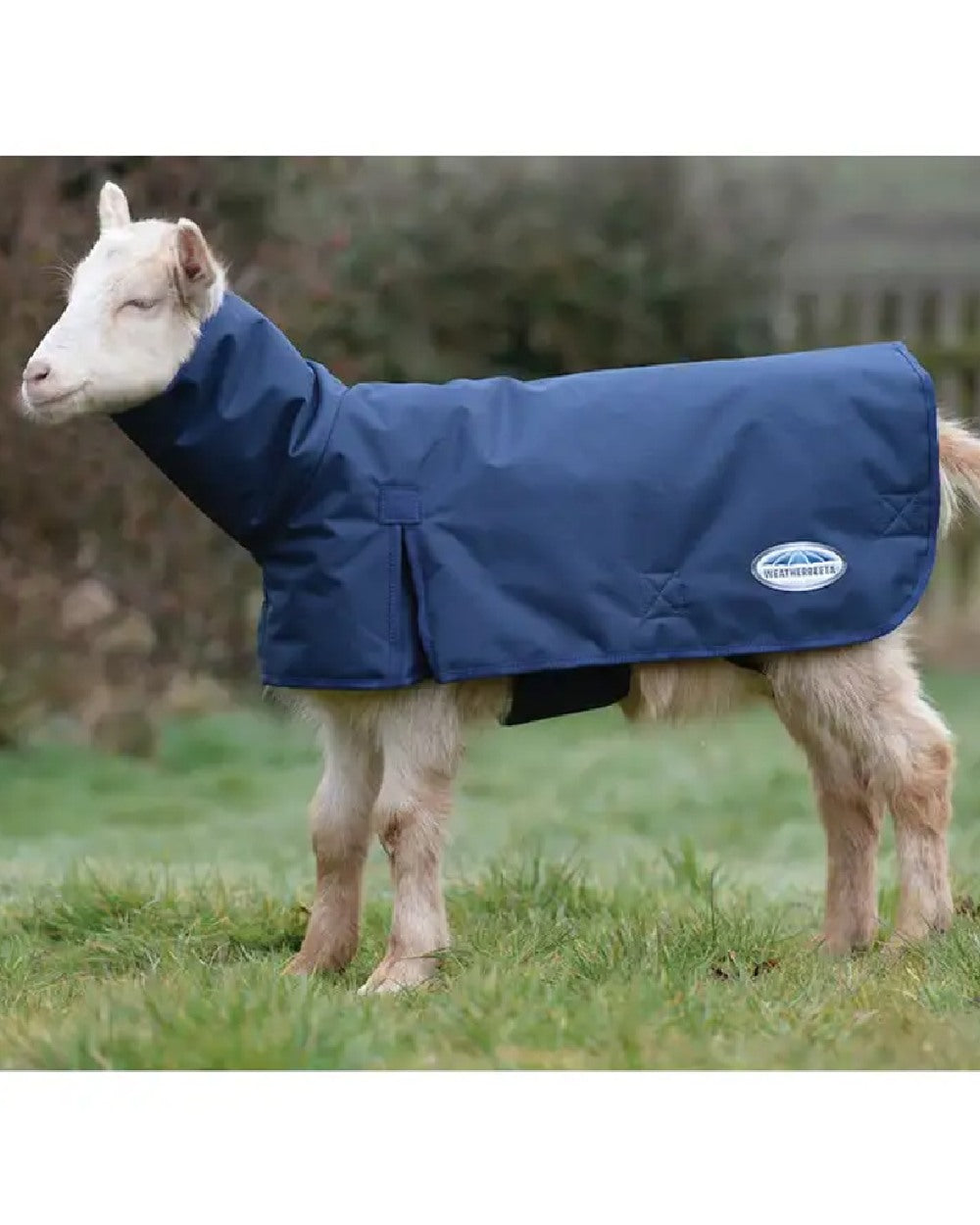 Navy coloured WeatherBeeta Goat Coat with Neck on field background 