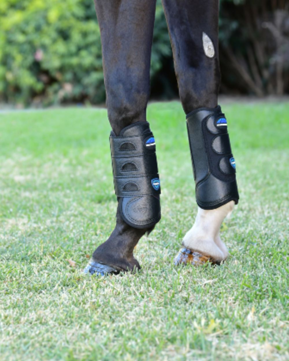 Black Coloured WeatherBeeta Tough-Tec Eventing Front Boots on horse background 