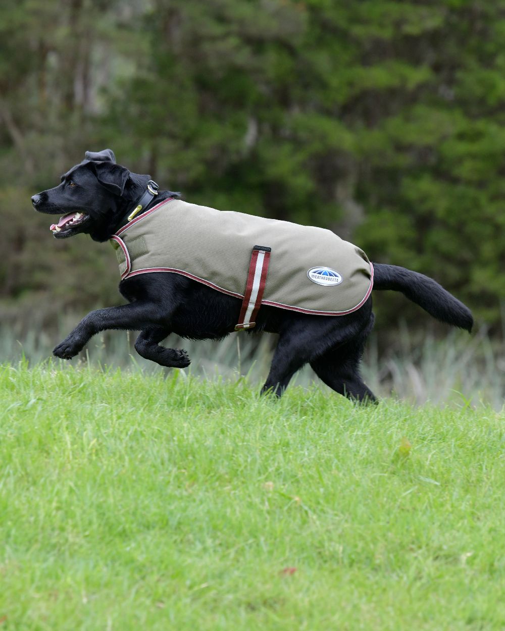 WeatherBeeta ComFiTec Premier Free Parka Dog Coat in Green/Burgundy/White 