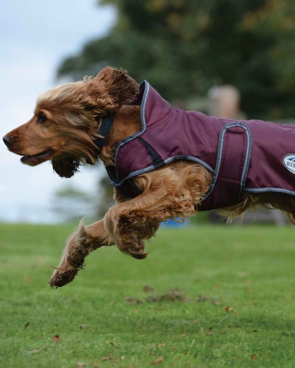 WeatherBeeta ComFiTec Windbreaker Free Deluxe Dog Coat in Maroon/White/Grey 