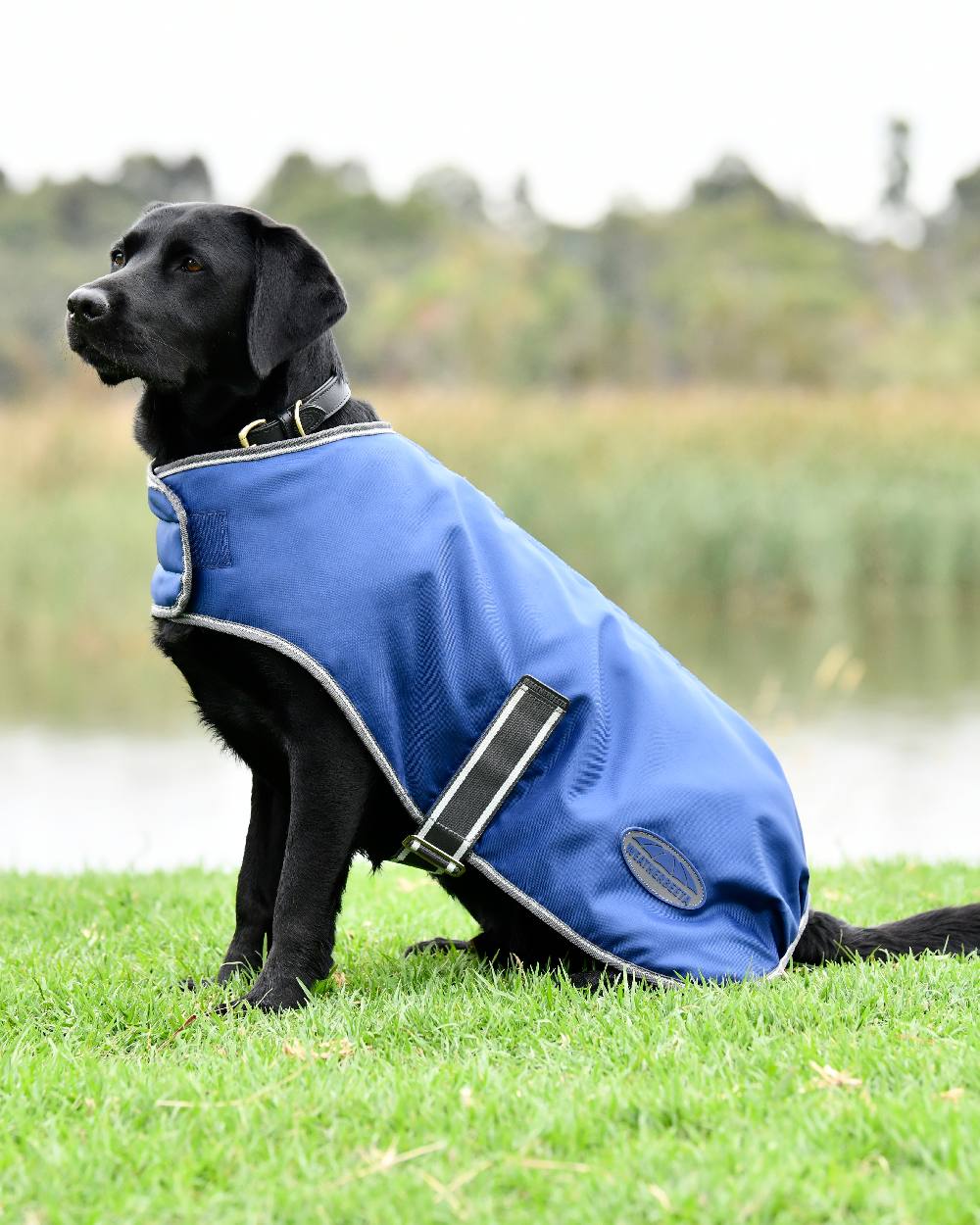 WeatherBeeta ComFiTec Windbreaker Free Dog Coat in Blue/White/Grey