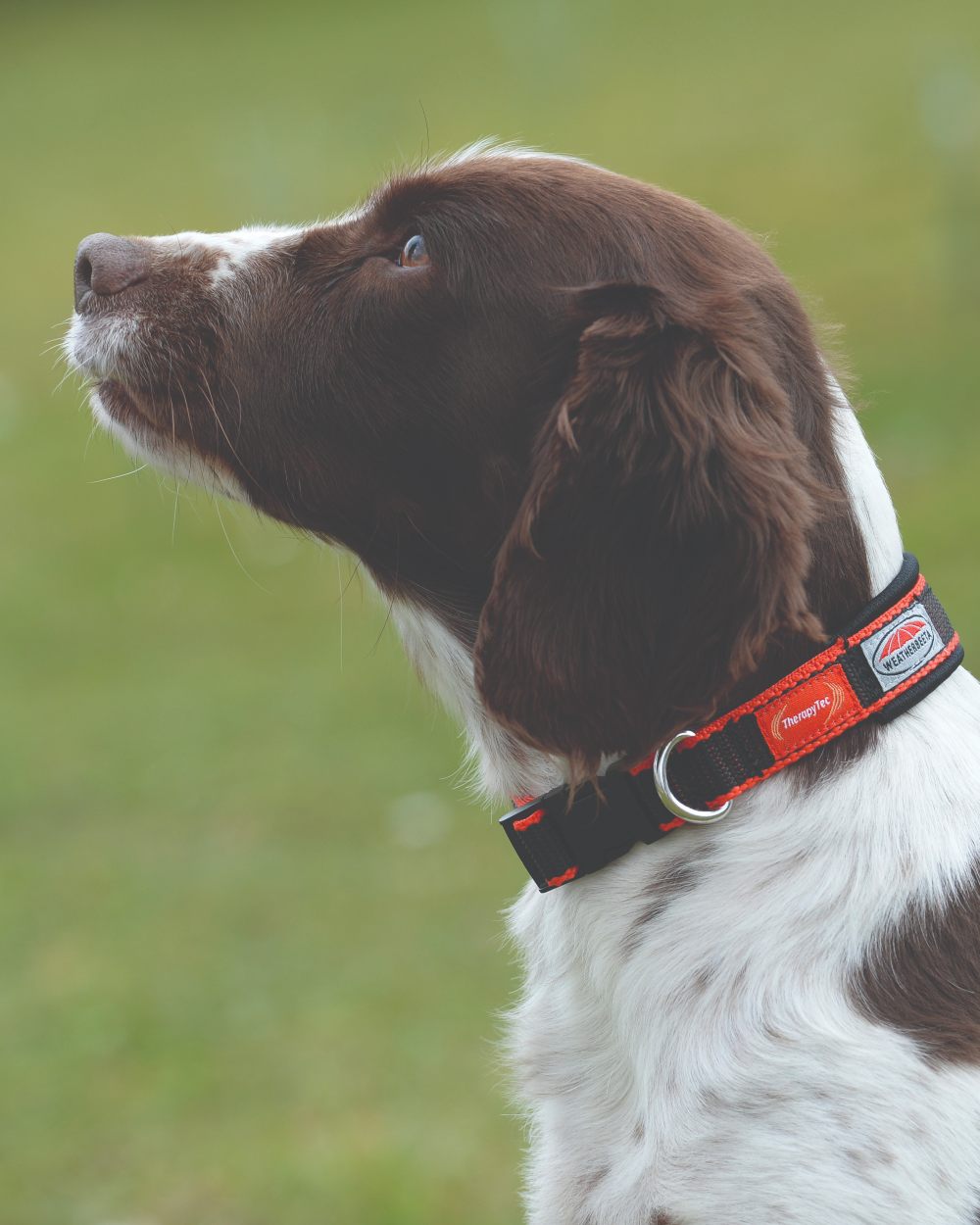 WeatherBeeta Therapy-Tec Dog Collar in Red Black