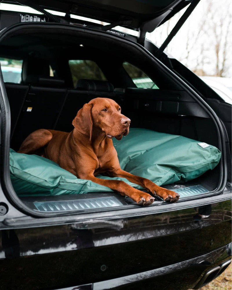 Dog resting on a WeatherBeeta dog bed in the boot of a car