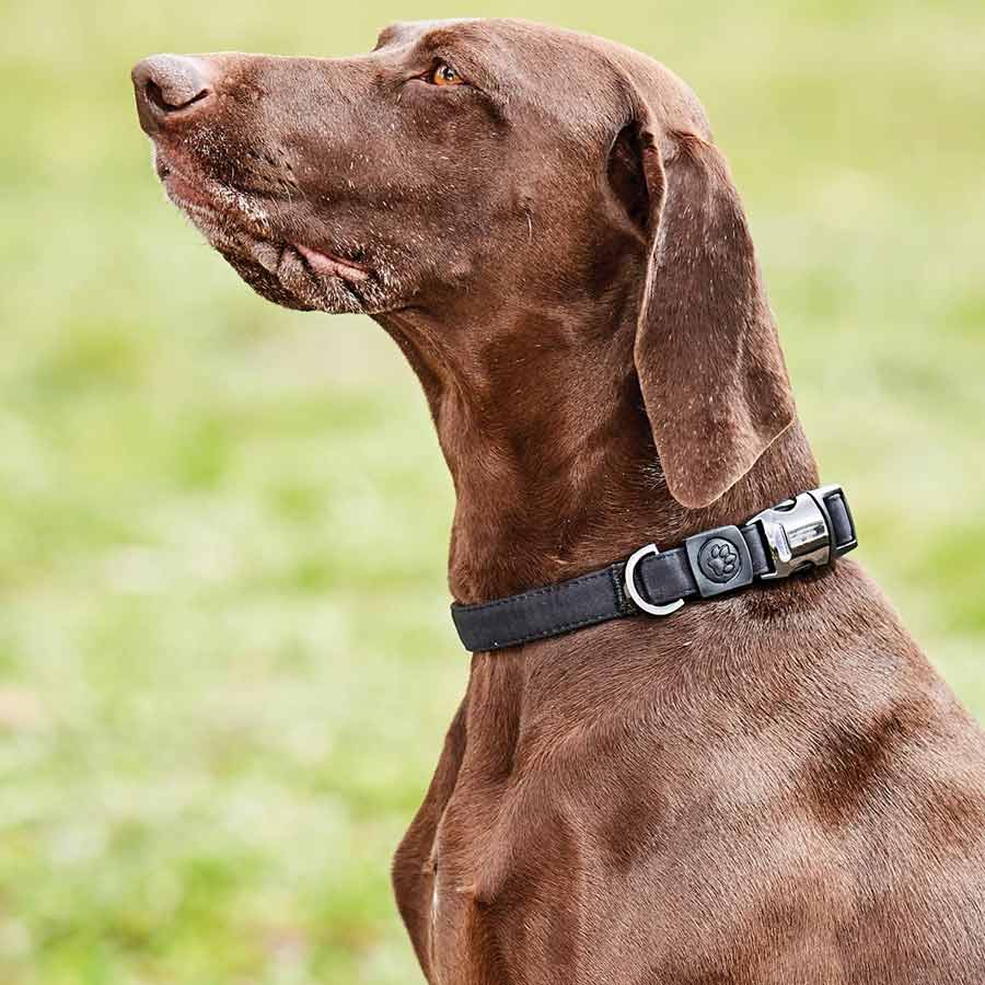 Weatherbeeta Dog Collars