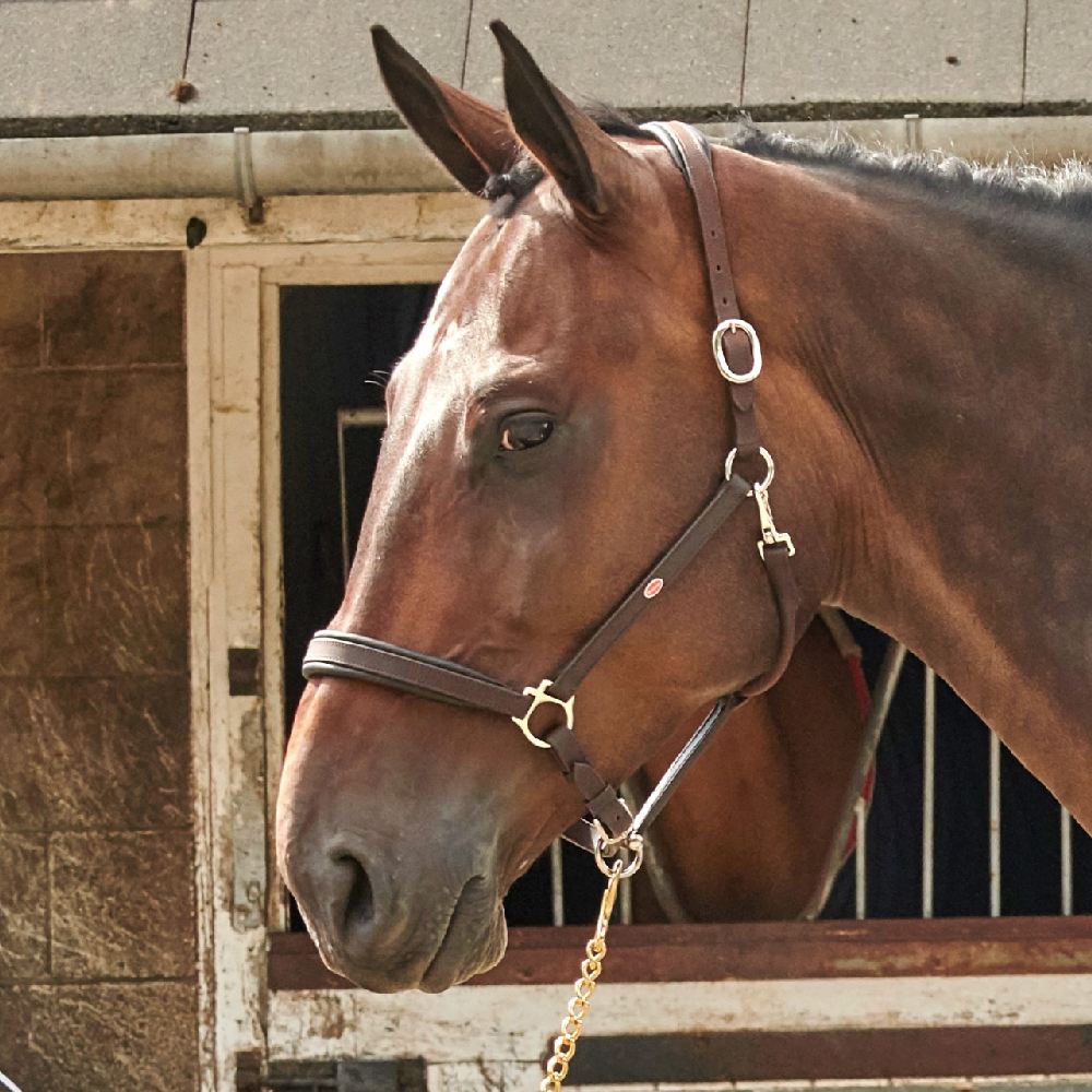 John Whitaker Ready To Ride Leather Headcollar in Brown