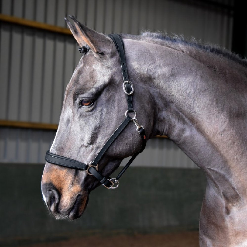 John Whitaker Ready To Ride Leather Headcollar in Black