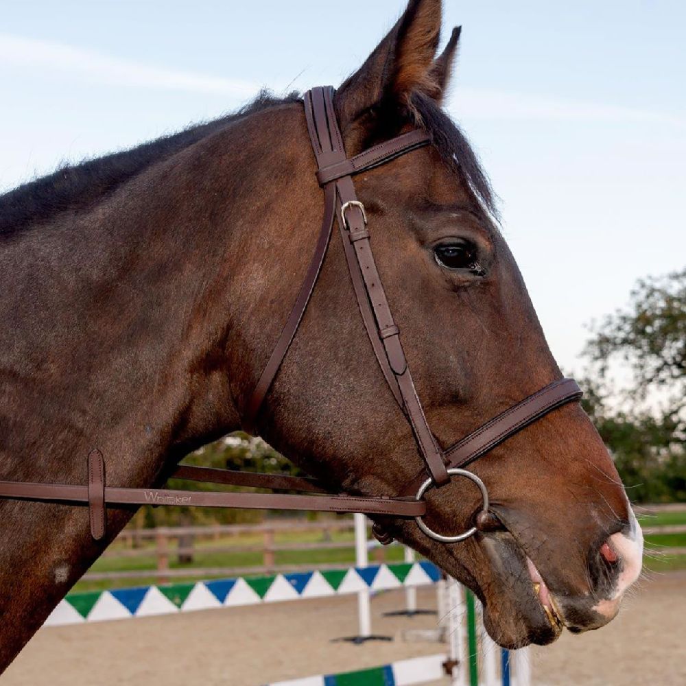 John Whitaker Ready To Ride Snaffle Bridle in Brown