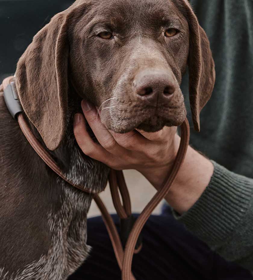 Dogs at Hollands Country Clothing