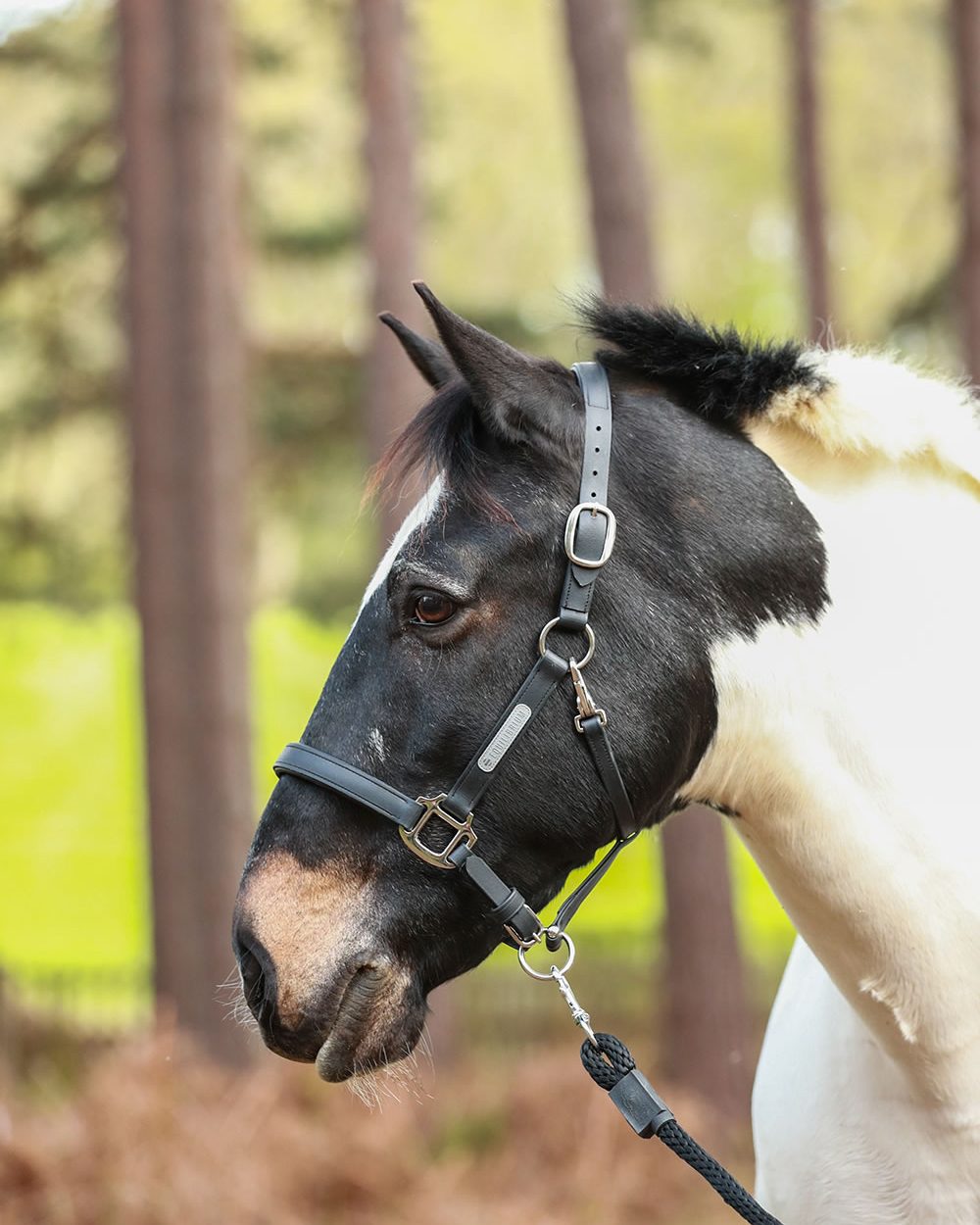 Black Coloured Equilibrium Stellar Headcollar On A Stable Background 