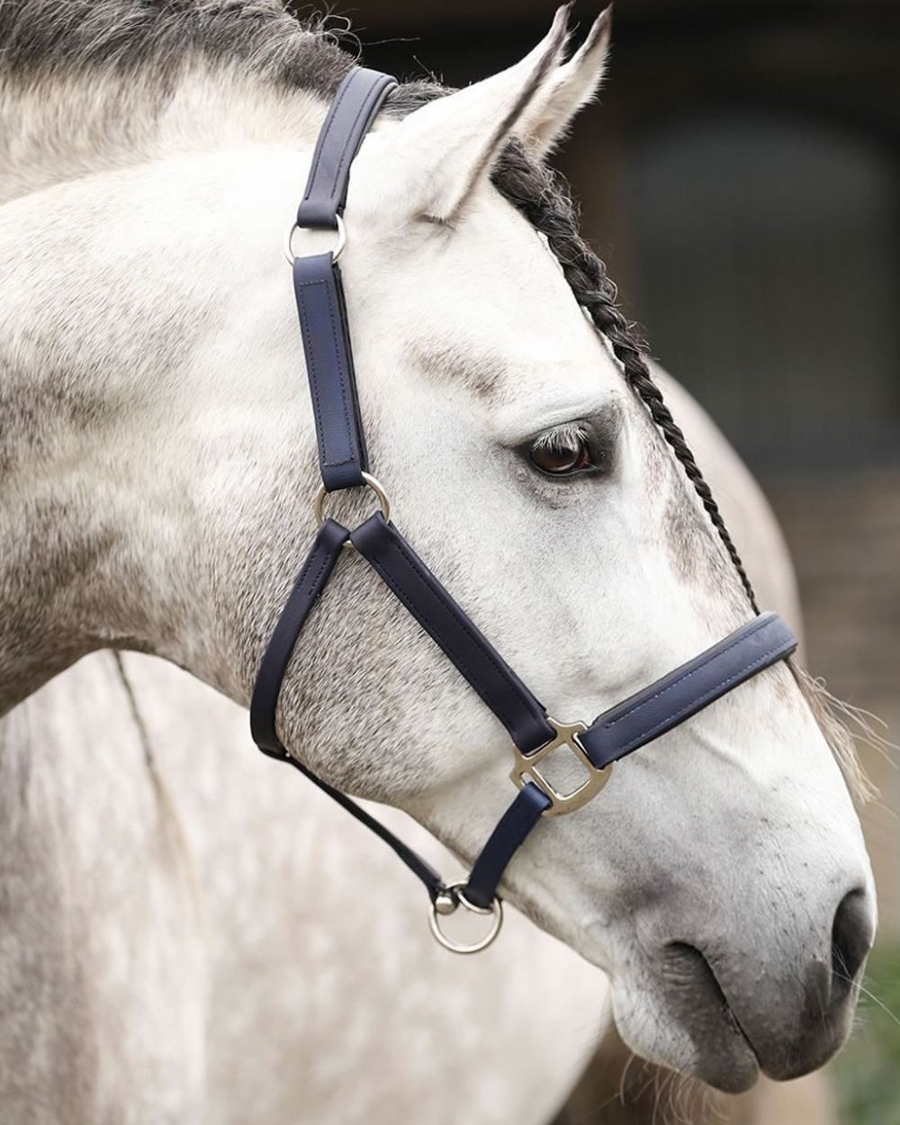 Navy Coloured Equilibrium Stellar Headcollar On A Stable Background 