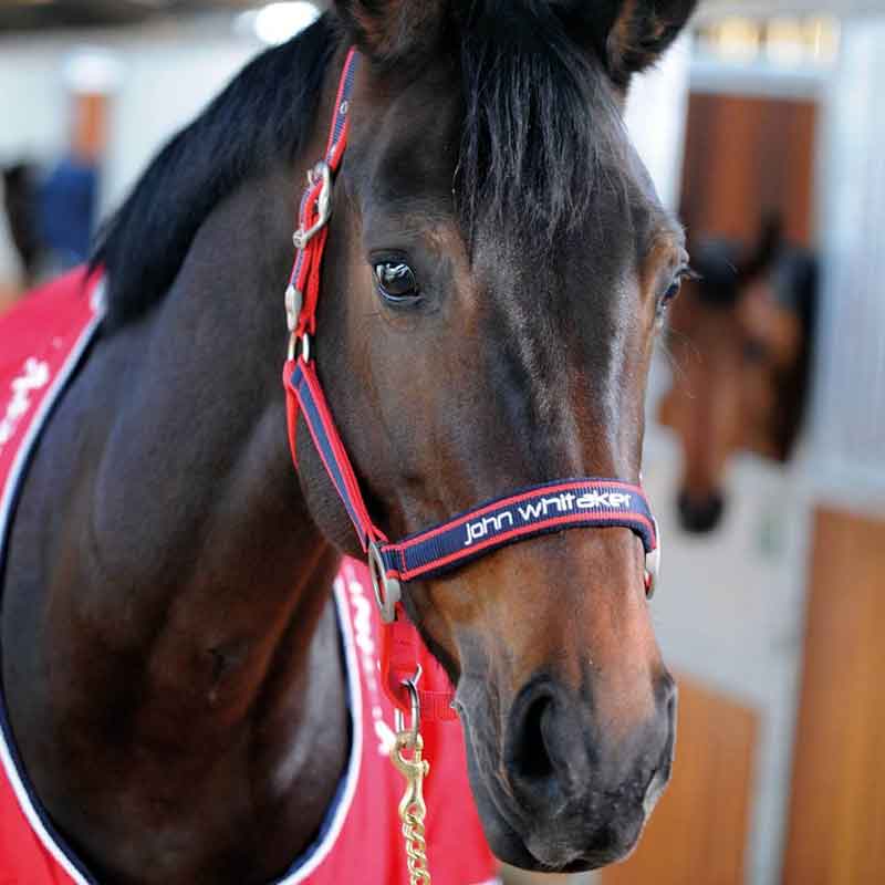 Horse Head Collars. Chestnut horse in John Whitaker bridle.