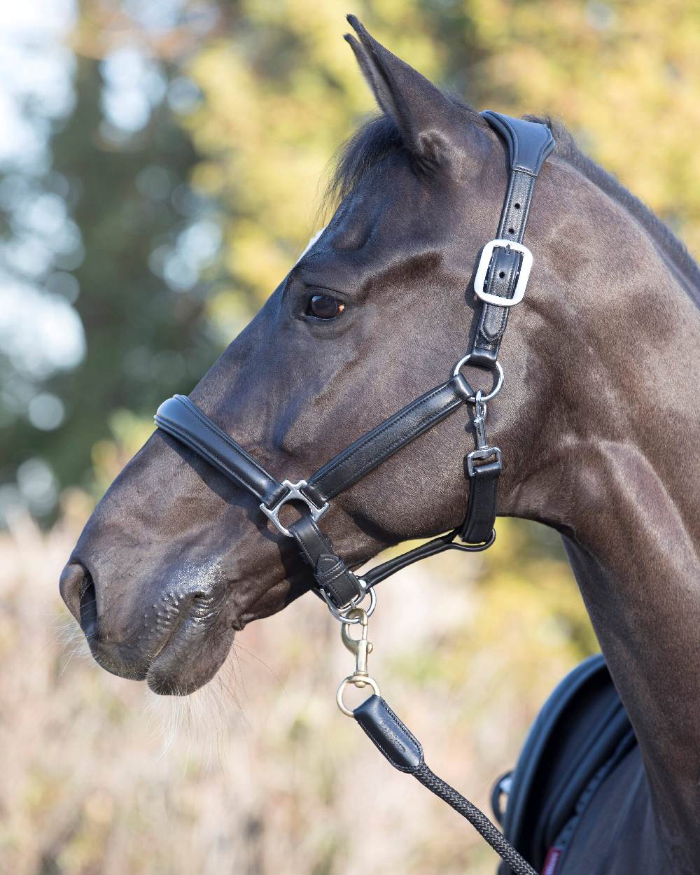 Black coloured LeMieux Anatomic Headcollar with horse in background 