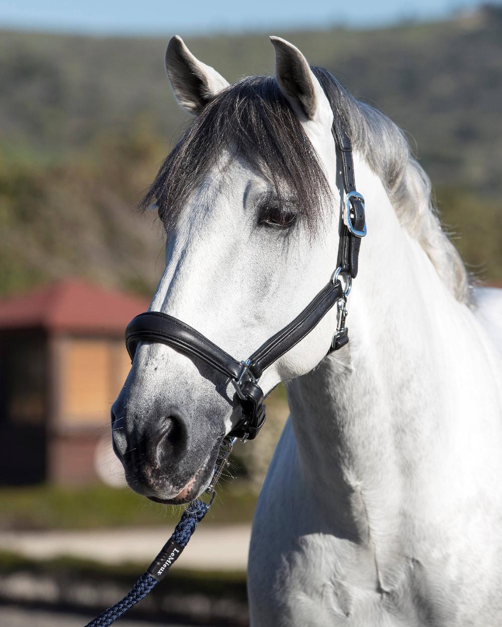 Black coloured LeMieux Anatomic Headcollar with horse in background 