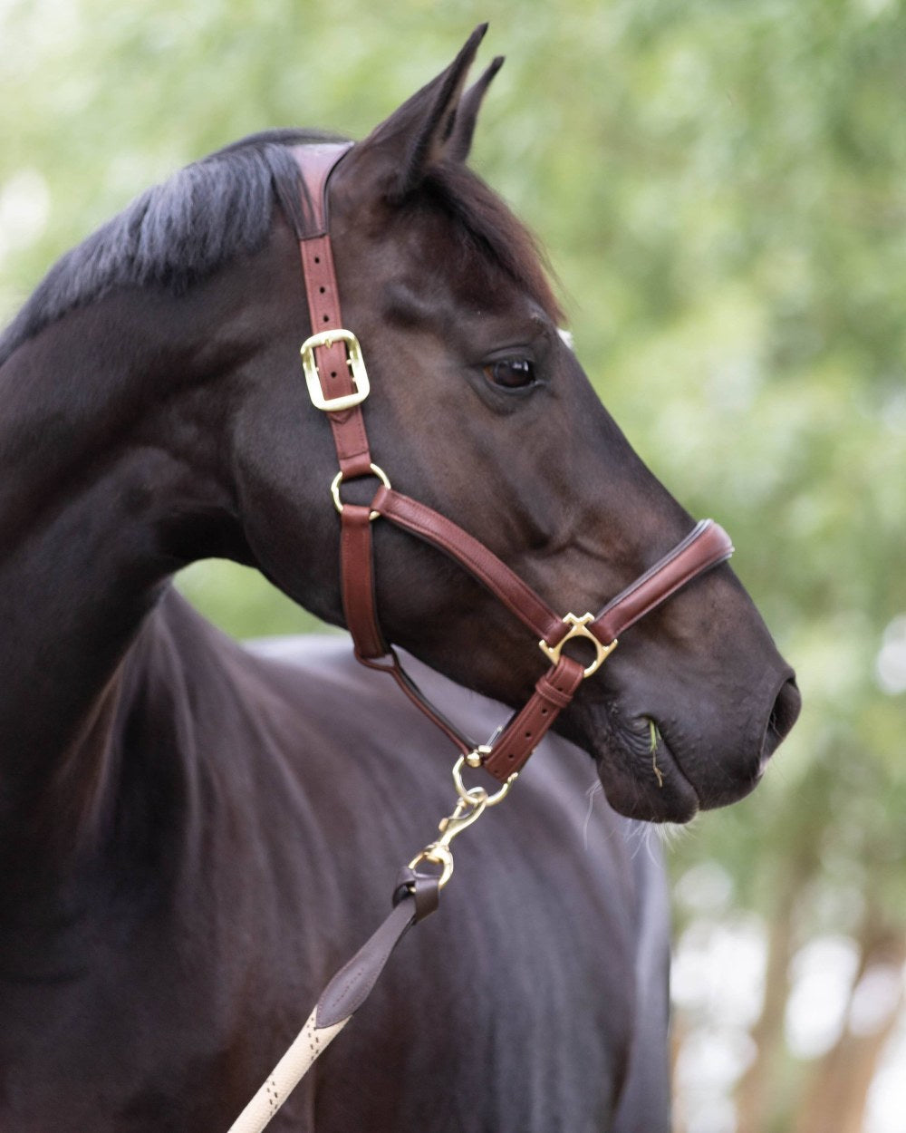 Brown coloured LeMieux Anatomic Headcollar with horse in background 