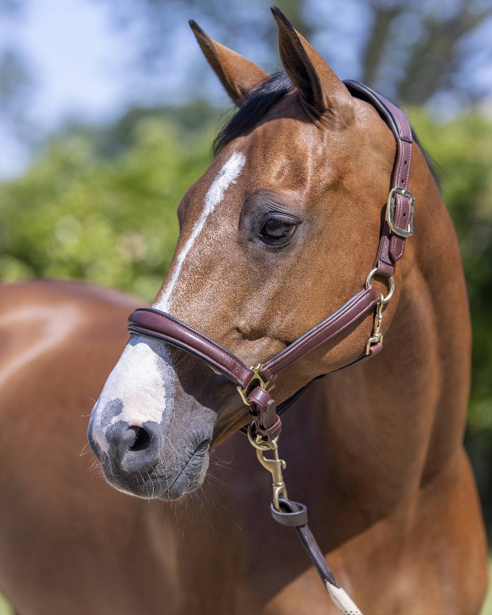Brown coloured LeMieux Anatomic Headcollar with horse in background 