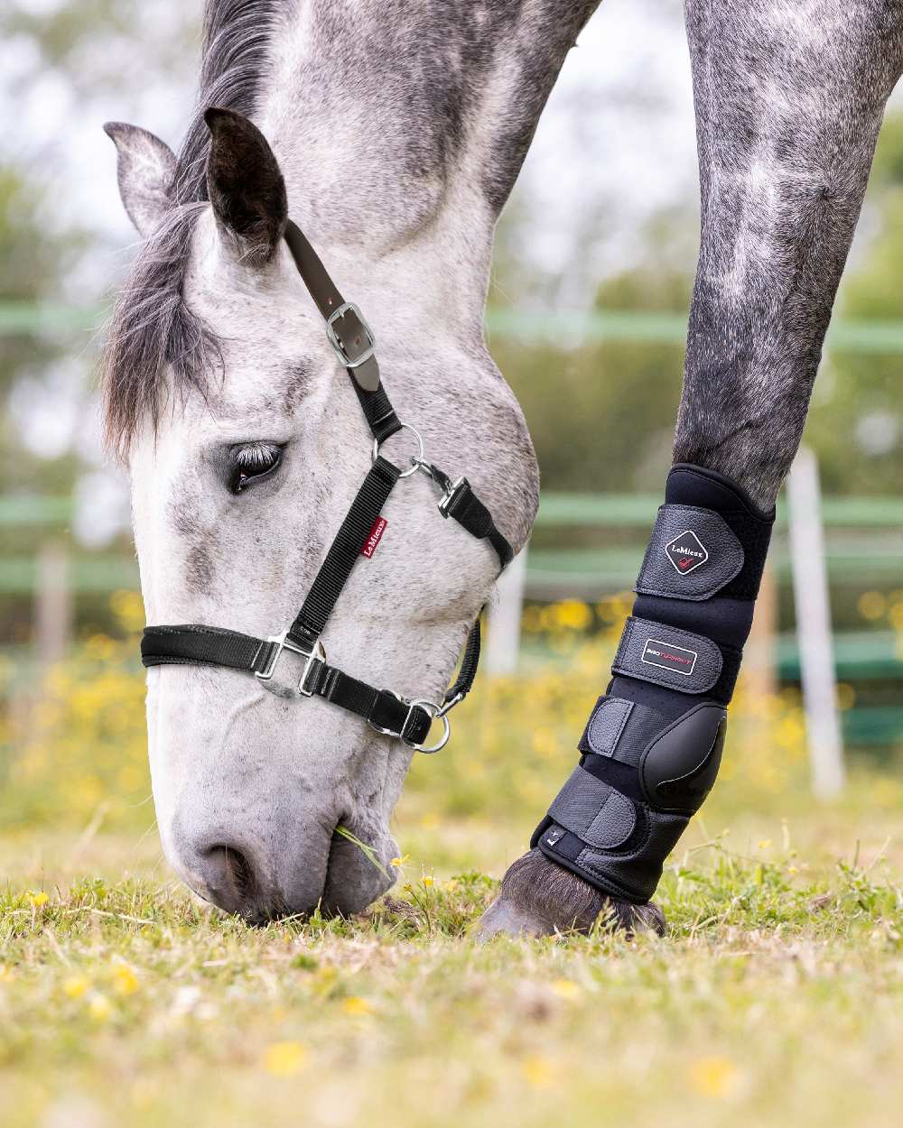 Black coloured LeMieux Break Away Headcollar with grass in background 