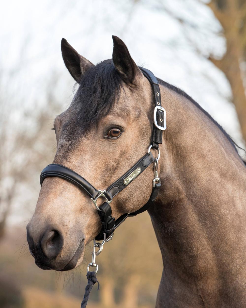 Black coloured LeMieux Capella Headcollar on blurry background 