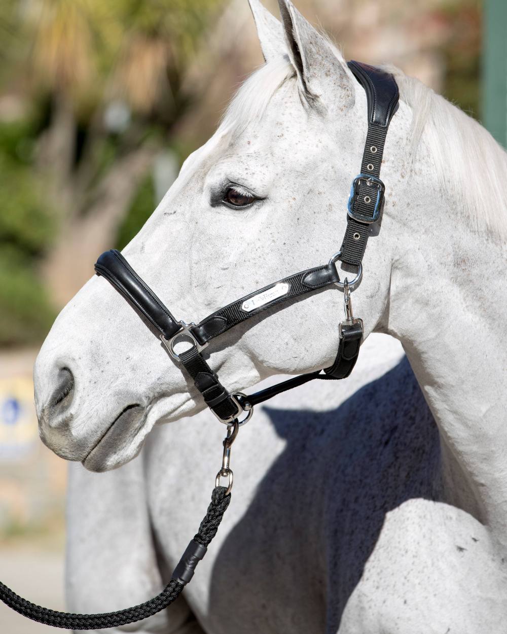 Black coloured LeMieux Capella Headcollar on blurry background 