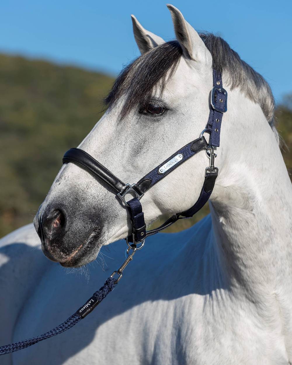 Navy coloured LeMieux Capella Headcollar on blurry background 