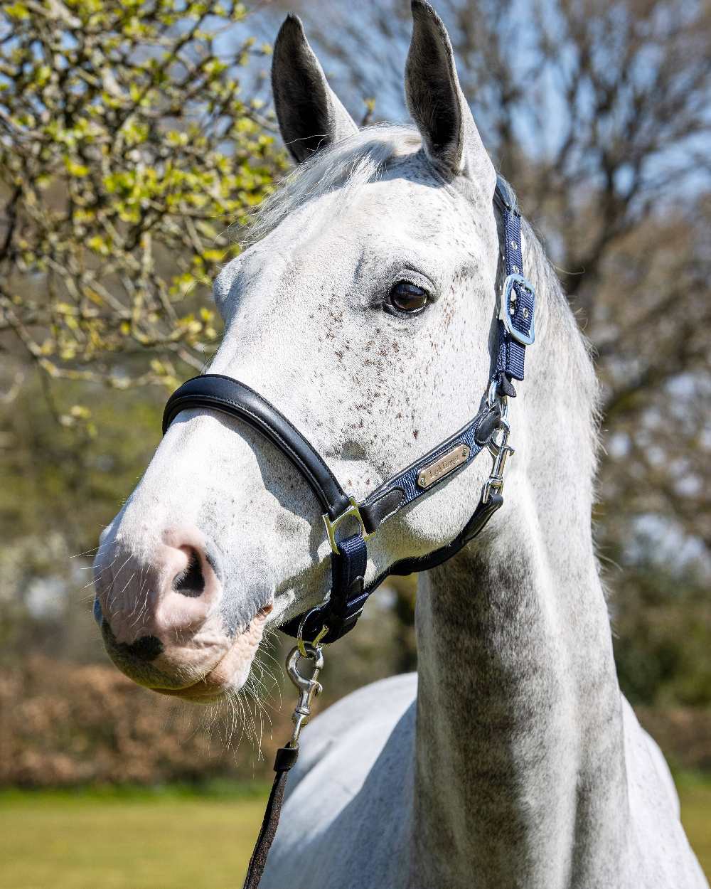 Navy coloured LeMieux Capella Headcollar on horse background 