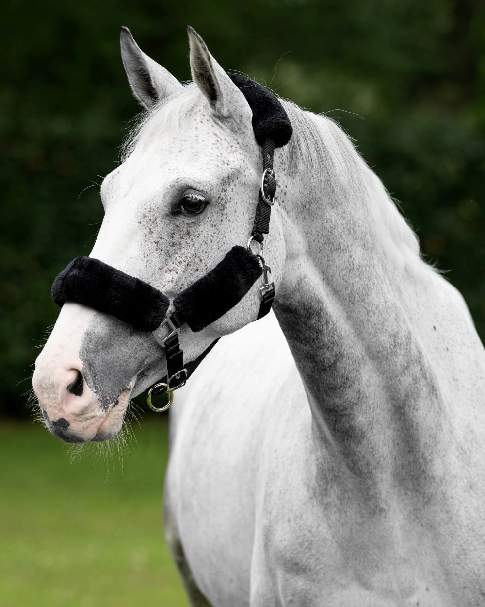 Black coloured LeMieux Comfort Headcollar on blurry bush background 