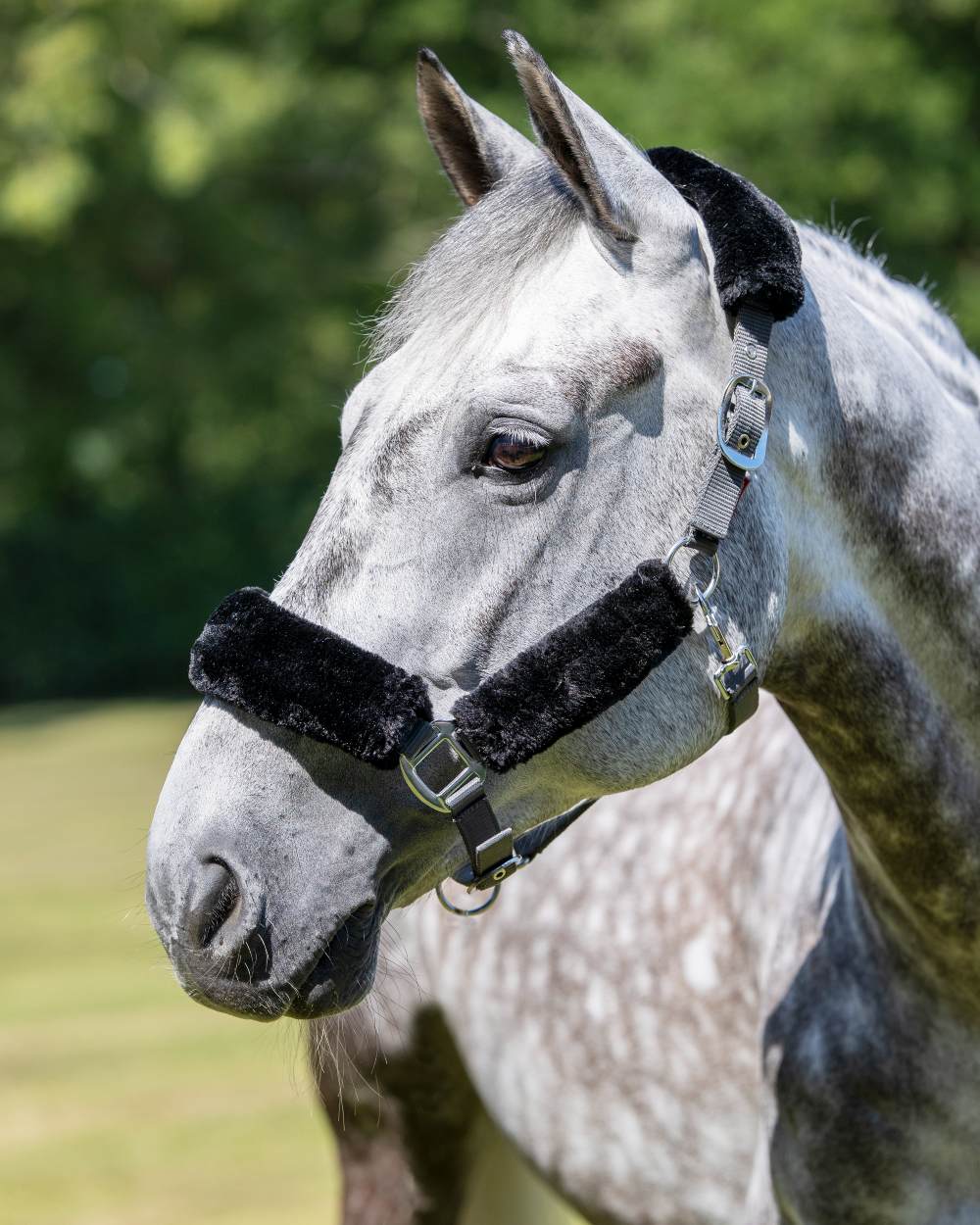 Grey coloured LeMieux Comfort Headcollar on blurry trees background 