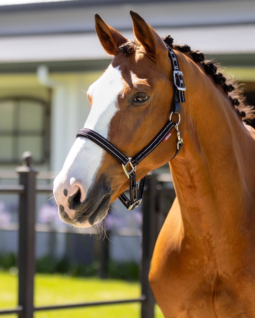 Black coloured LeMieux Essential Yard Headcollar on blurred background 