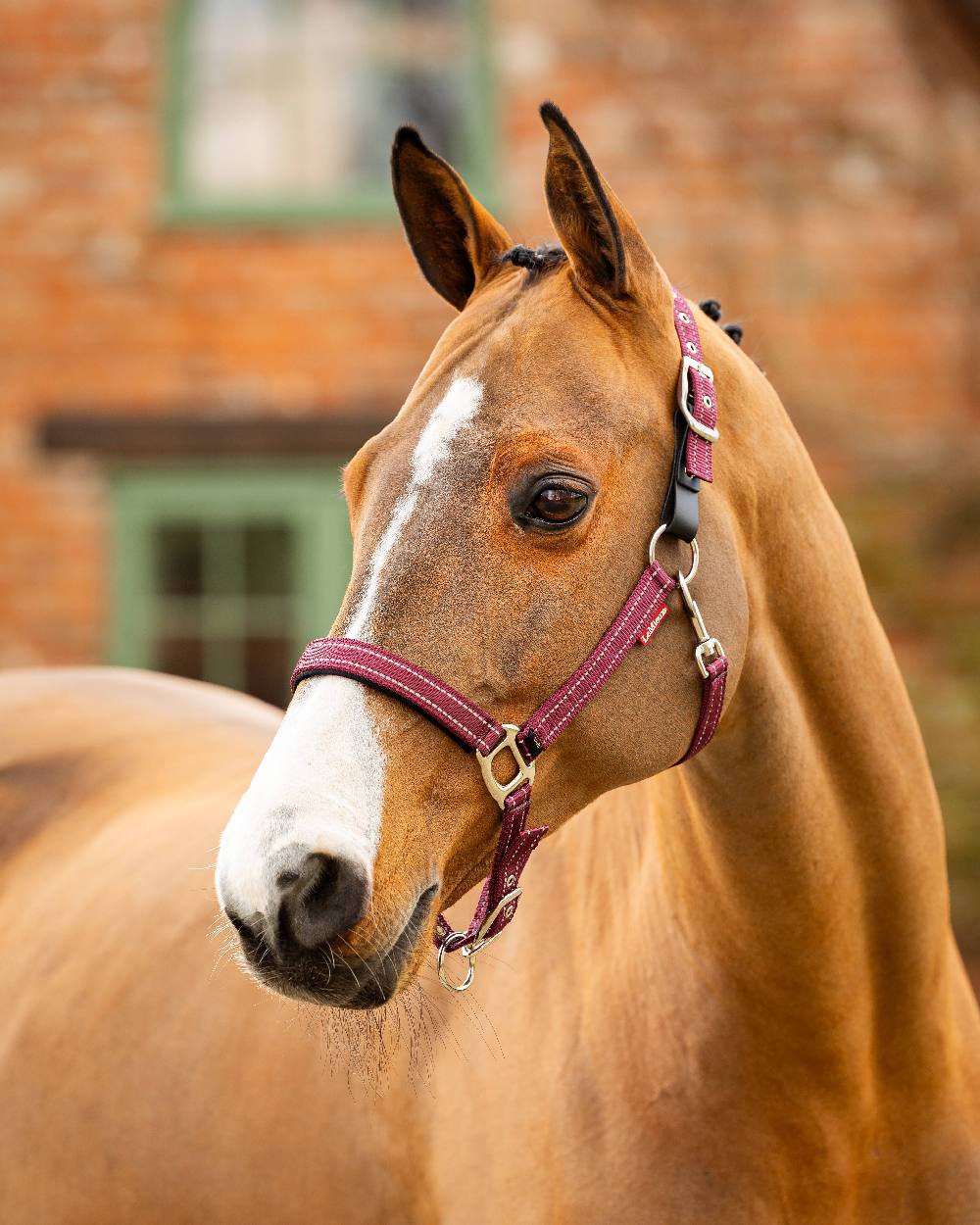 Burgundy coloured LeMieux Essential Yard Headcollar on blurred building background 