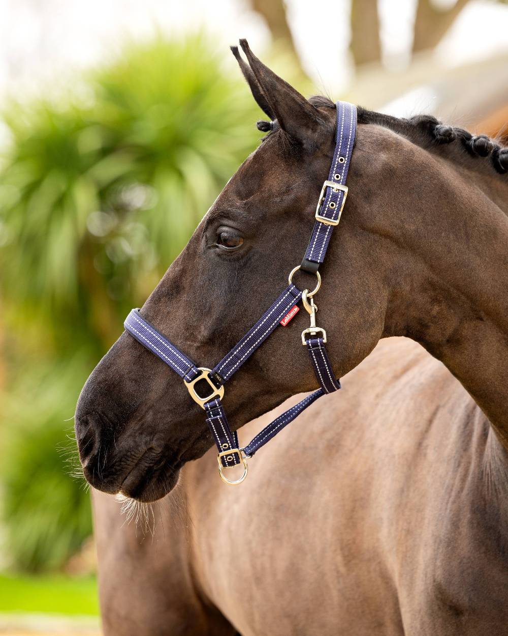 Navy coloured LeMieux Essential Yard Headcollar on blurred background 