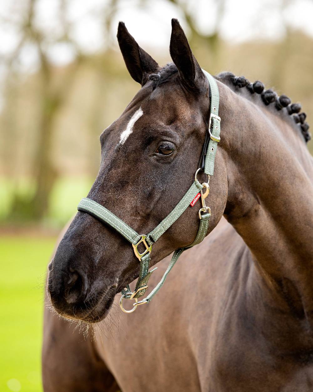 Thyme coloured LeMieux Essential Yard Headcollar on blurred background 