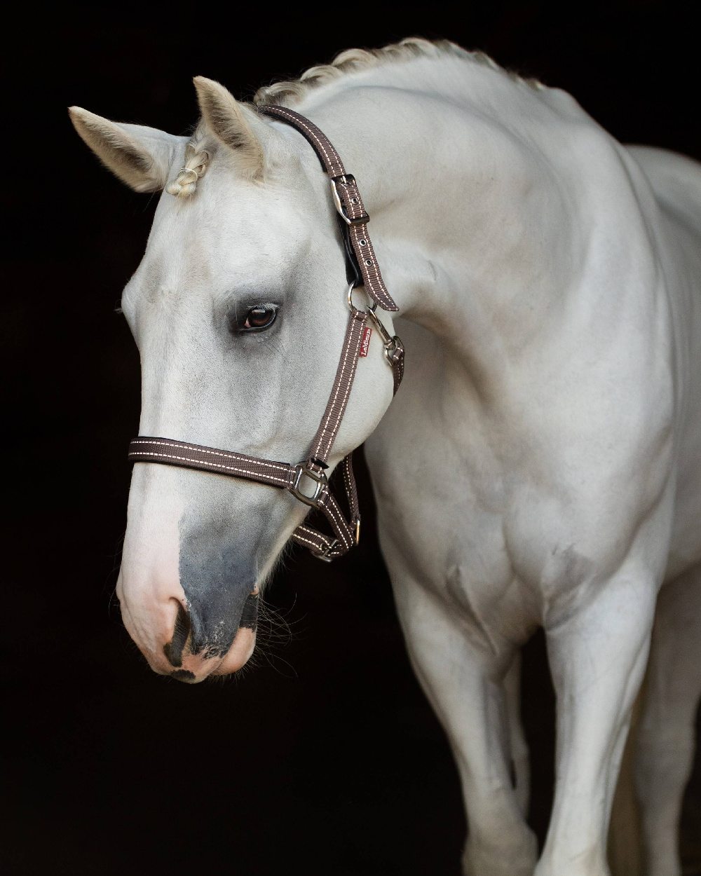 Walnut coloured LeMieux Essential Yard Headcollar on horse with Dark background 