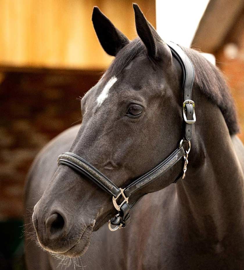 Lemieux Leather horse headcollar on a brown horse with horse's stable in background.