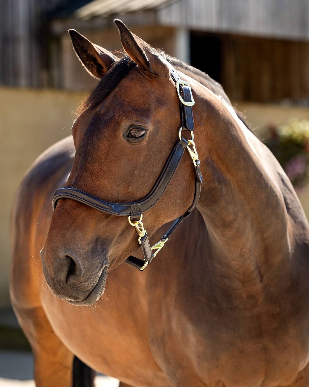 Brown coloured LeMieux Leather Grooming Headcollar on stable background 