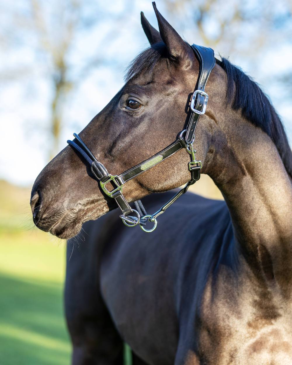 Black coloured LeMieux Rope Control Headcollar on blurry background 