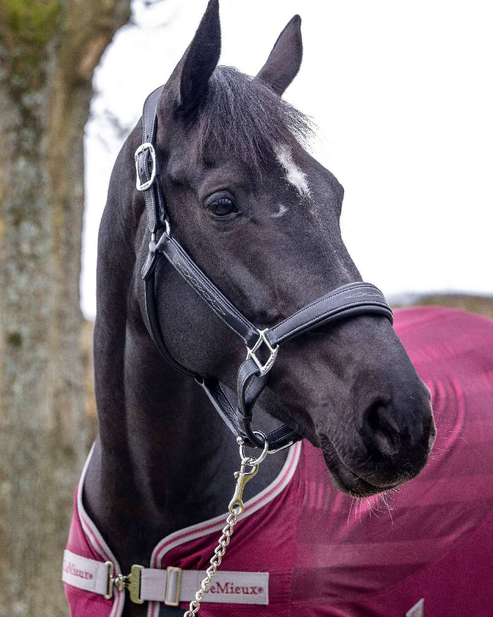 Black coloured LeMieux Stitched Leather Headcollar on blurry background 