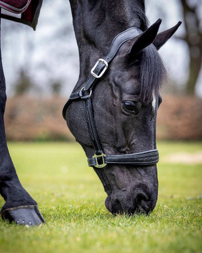Black coloured LeMieux Stitched Leather Headcollar on blurry grass background 