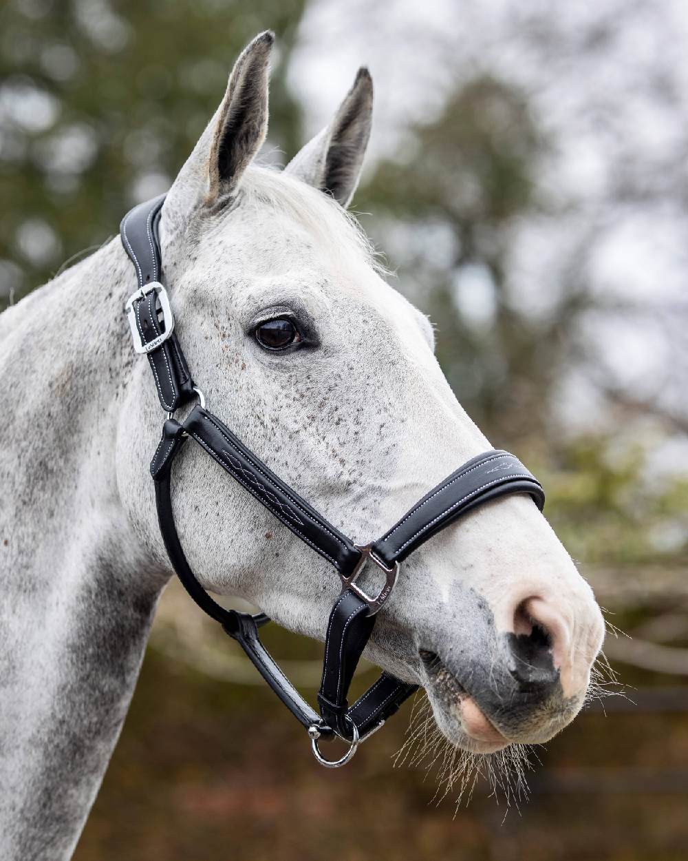 Black coloured LeMieux Stitched Leather Headcollar on blurry tree background 