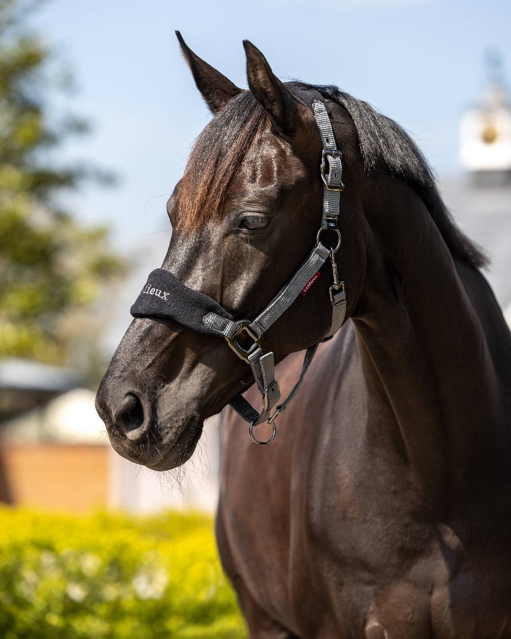 Black coloured LeMieux Vogue Headcollar &amp; Leadrope on blurry sky background 