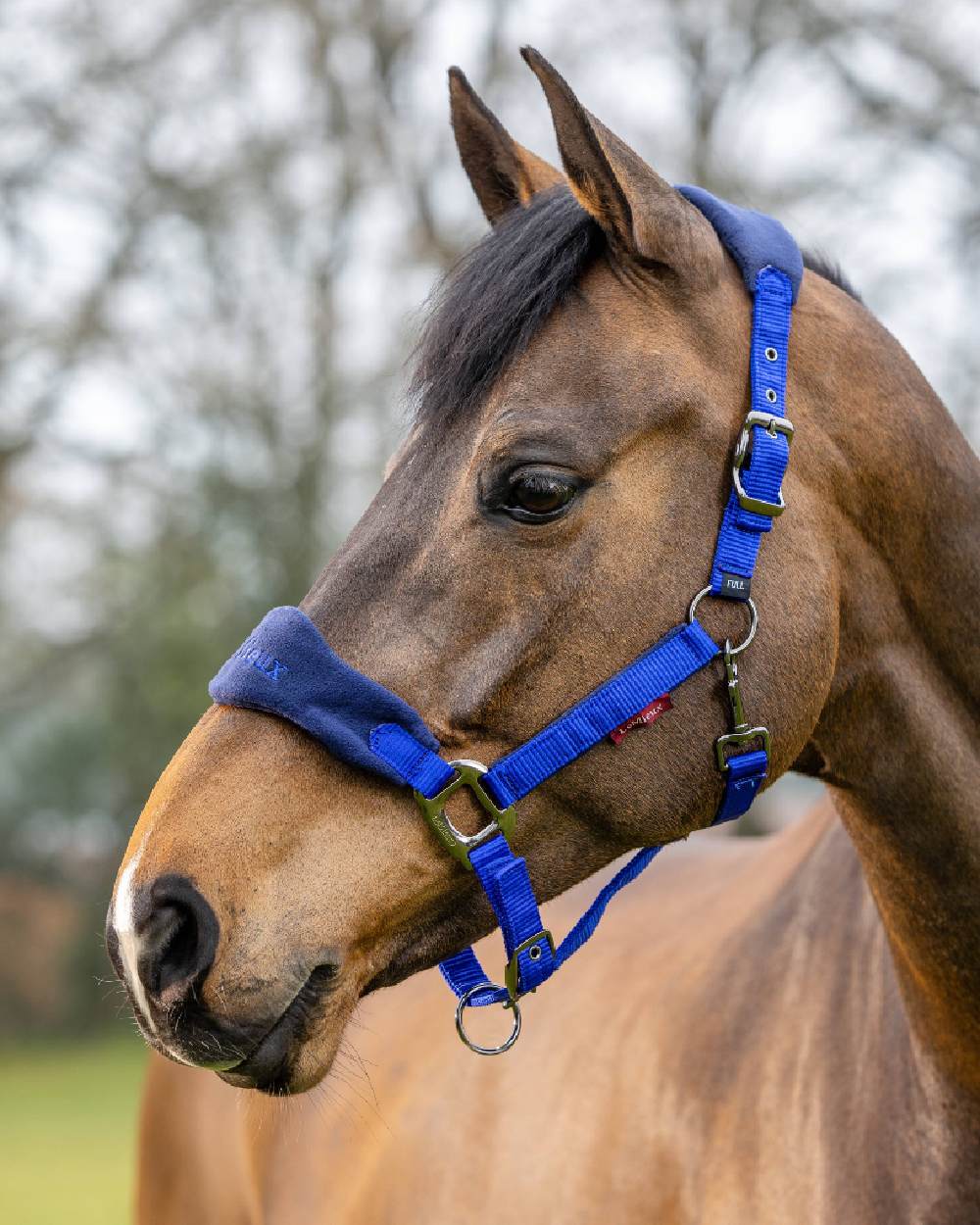 Blue coloured LeMieux Vogue Headcollar &amp; Leadrope on blurry background 