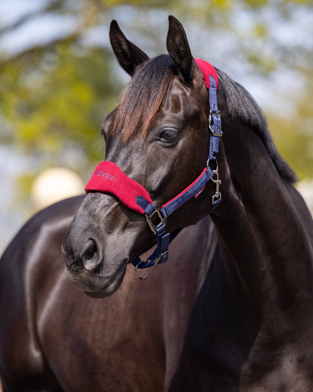 Burgundy coloured LeMieux Vogue Headcollar &amp; Leadrope on blurry background 