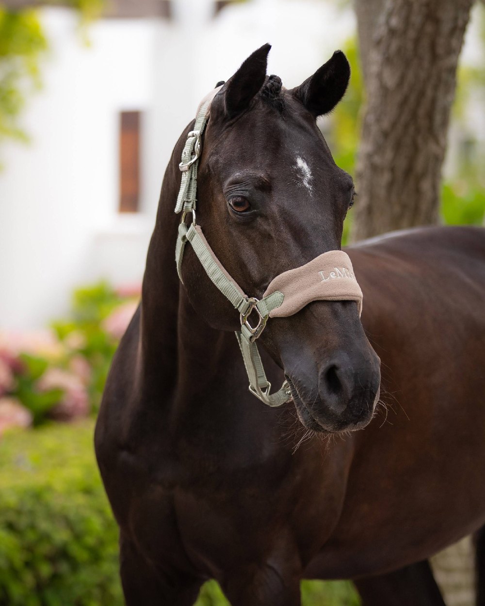 Fern coloured LeMieux Vogue Headcollar &amp; Leadrope on green blurry background 