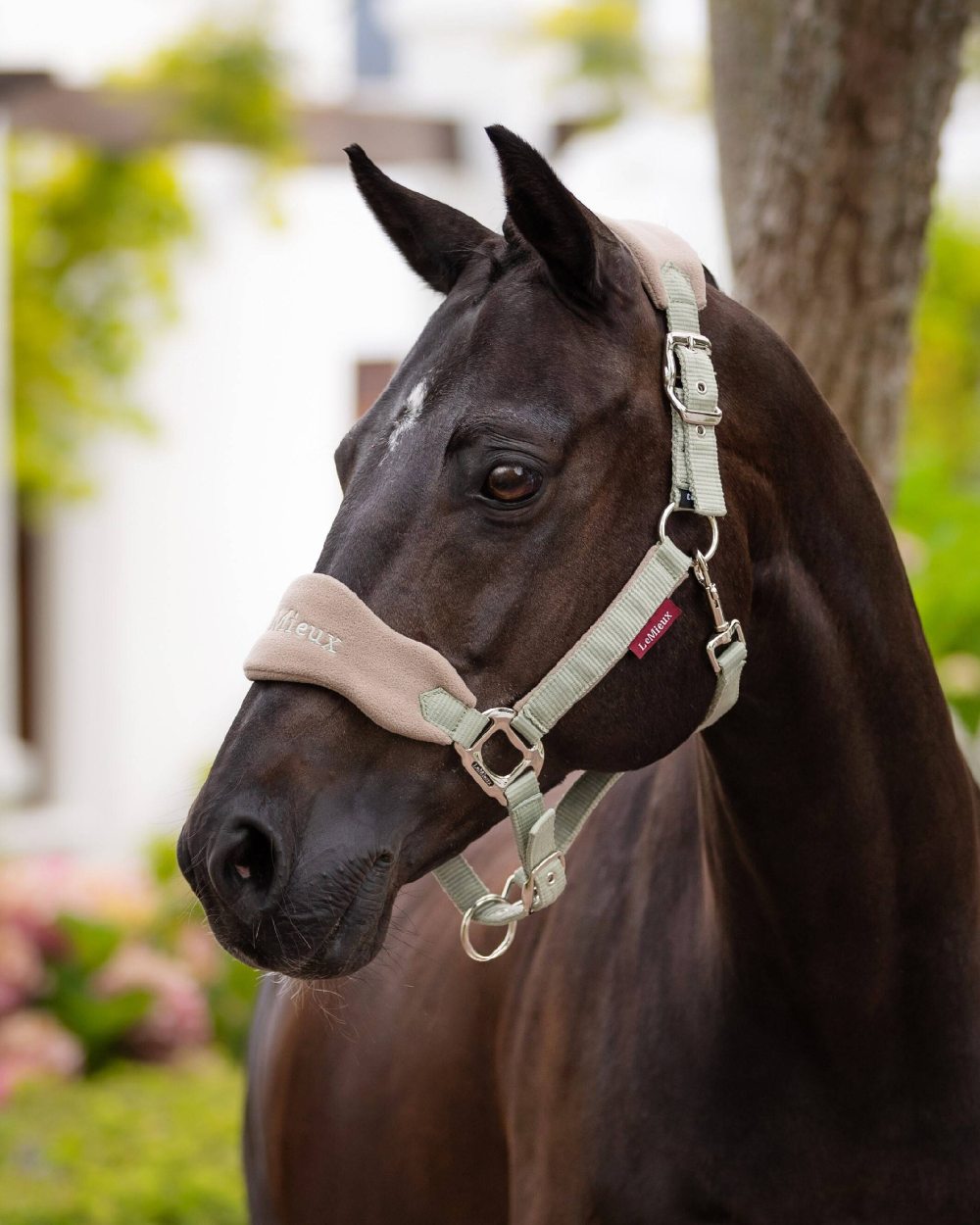 Fern coloured LeMieux Vogue Headcollar &amp; Leadrope on green blurry background 