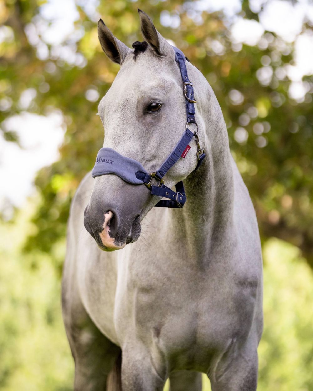 Indigo coloured LeMieux Vogue Headcollar &amp; Leadrope on blurry green background 